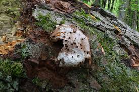 Attēlu rezultāti vaicājumam “Reticularia lycoperdon”