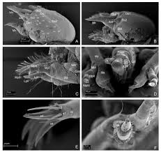Attēlu rezultāti vaicājumam “Leiodidae larva”