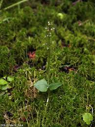 Attēlu rezultāti vaicājumam “Listera ovata leaf”