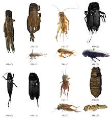 Attēlu rezultāti vaicājumam “Gryllus domesticus”