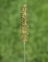 Attēlu rezultāti vaicājumam “Setaria glauca”