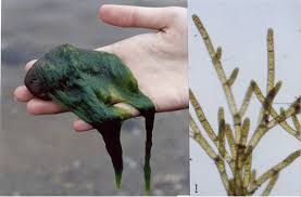 Attēlu rezultāti vaicājumam “Chlorophyta”