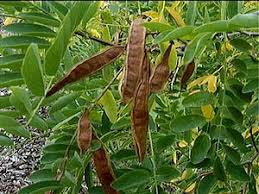 Attēlu rezultāti vaicājumam “Robinia pseudoacacia fruit”