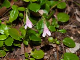 Attēlu rezultāti vaicājumam “Linnaea borealis leaf”