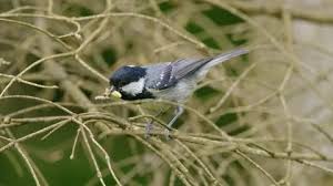 Attēlu rezultāti vaicājumam “Periparus ater”