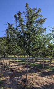 Attēlu rezultāti vaicājumam “Crataegus laevigata”