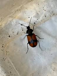 Attēlu rezultāti vaicājumam “Panagaeus cruxmajor”