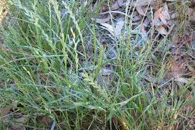 Attēlu rezultāti vaicājumam “Lolium perenne”