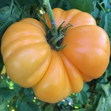 Afbeeldingsresultaat voor amana orange beefsteak tomato