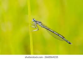 Attēlu rezultāti vaicājumam “Platycnemis pennipes”