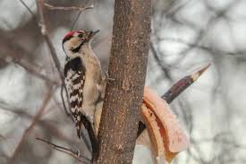 Attēlu rezultāti vaicājumam “Dendrocopos minor”