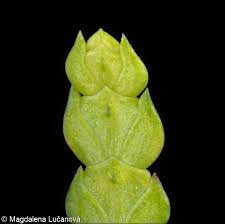 Attēlu rezultāti vaicājumam “Thuja occidentalis flower”