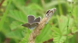 Attēlu rezultāti vaicājumam “Plebejus argus female”