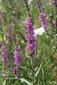 Image result for Blutweiderich