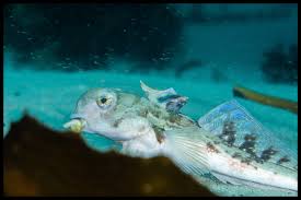 Image result for Cephaloscyllium laticeps