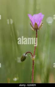 Attēlu rezultāti vaicājumam “Erodium cicutarium fruit”