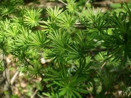 Attēlu rezultāti vaicājumam “Larix kaempferi leaf”