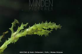 Attēlu rezultāti vaicājumam “Najas marina leaf”