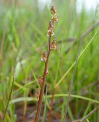Attēlu rezultāti vaicājumam “Juncaginaceae”