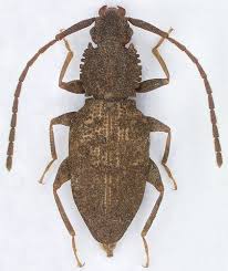 Attēlu rezultāti vaicājumam “Dendrophagus crenatus”