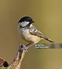 Attēlu rezultāti vaicājumam “Periparus ater”
