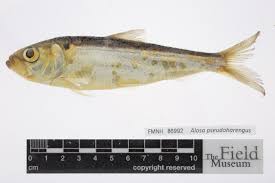 Image result for Alosa pseudoharengus