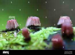 Attēlu rezultāti vaicājumam “Stemonitis fusca stalked”