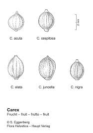 Attēlu rezultāti vaicājumam “Carex panicea fruit”