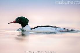 Attēlu rezultāti vaicājumam “Mergus serrator”