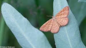 Attēlu rezultāti vaicājumam “Idaea serpentata”