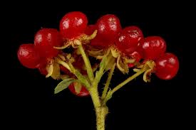 Attēlu rezultāti vaicājumam “Rubus saxatilis fruit”