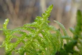 Attēlu rezultāti vaicājumam “Pseudoscleropodium purum”