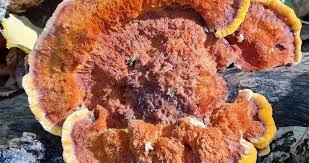 Attēlu rezultāti vaicājumam “Pycnoporellus fulgens”