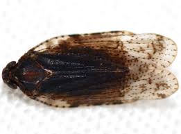 Attēlu rezultāti vaicājumam “Cixiidae”