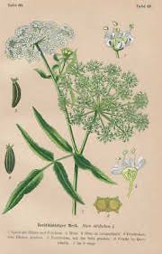 Attēlu rezultāti vaicājumam “Sium latifolium”