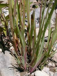 Attēlu rezultāti vaicājumam “Juncus bulbosus leaf”