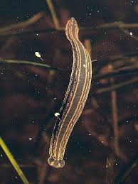 Attēlu rezultāti vaicājumam “Hirudinea”