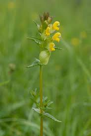 Attēlu rezultāti vaicājumam “Rhinanthus minor”