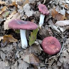 Attēlu rezultāti vaicājumam “Russula vesca”