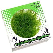 Attēlu rezultāti vaicājumam “Sphagnum riparium”