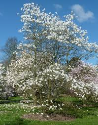 Attēlu rezultāti vaicājumam “Magnolia x loebneri flower”