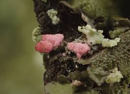 Attēlu rezultāti vaicājumam “Illosporiopsis christiansenii”