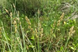 Attēlu rezultāti vaicājumam “Carex diandra”