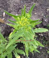 Attēlu rezultāti vaicājumam “Bunias orientalis flower”