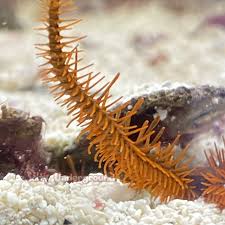 Attēlu rezultāti vaicājumam “Ophiotheca sp.”