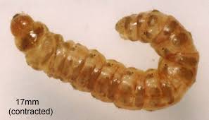 Attēlu rezultāti vaicājumam “Calamotropha paludella”