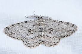 Attēlu rezultāti vaicājumam “Hypomecis roboraria”