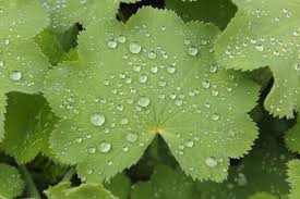 Image result for Alchemilla vulgaris