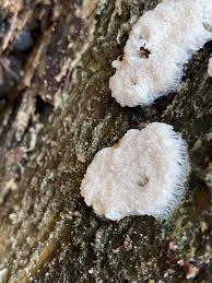 Attēlu rezultāti vaicājumam “Stemonitis fusca var. nigrescens stalked”