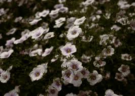 Image result for Nierembergia